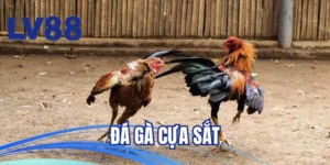 đá gà cựa sắt