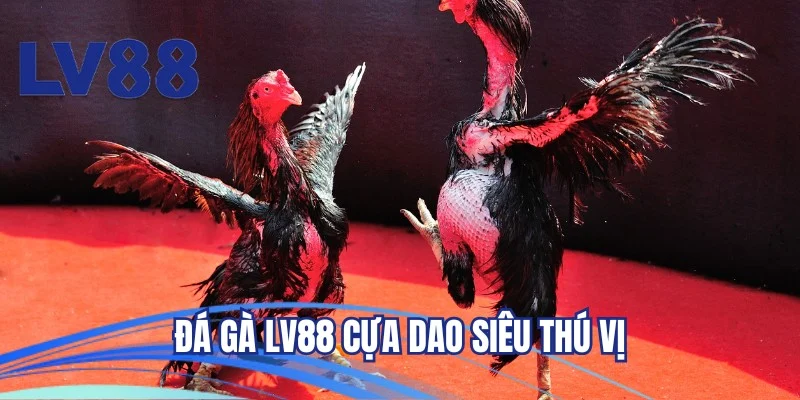 Đá gà LV88 cựa dao siêu thú vị