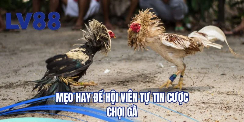 Mẹo hay để hội viên tự tin cược chọi gà
