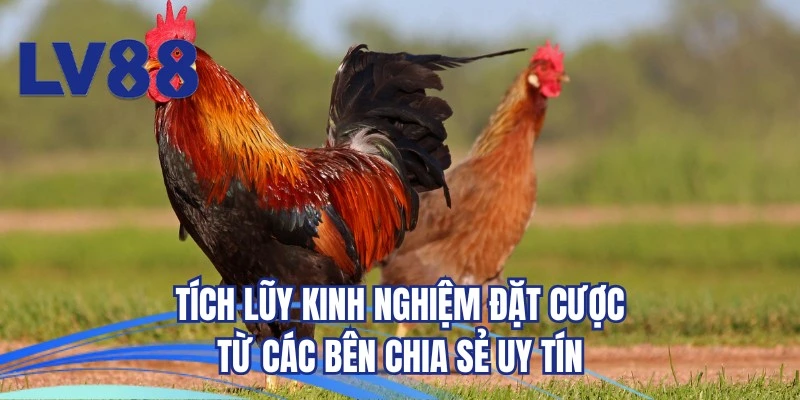 Tích lũy kinh nghiệm đặt cược từ các bên chia sẻ uy tín